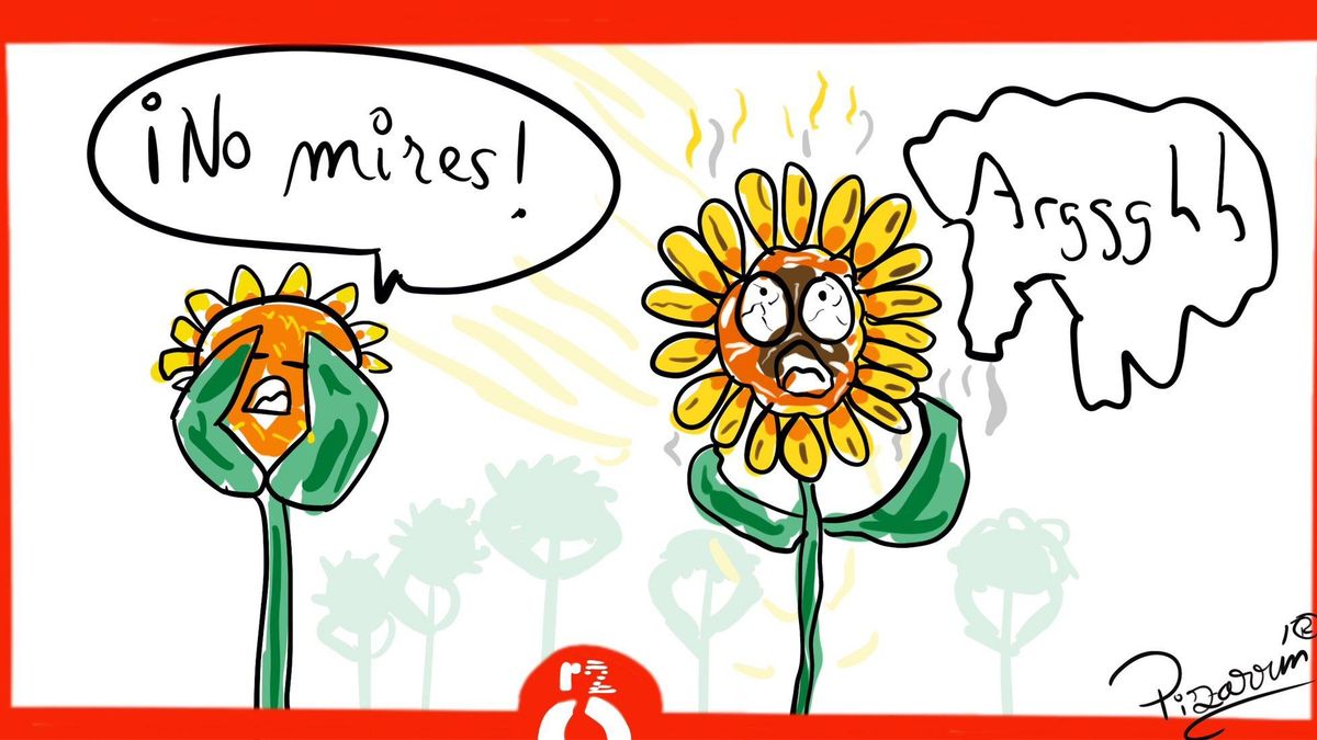 Ni los girasoles miran al sol