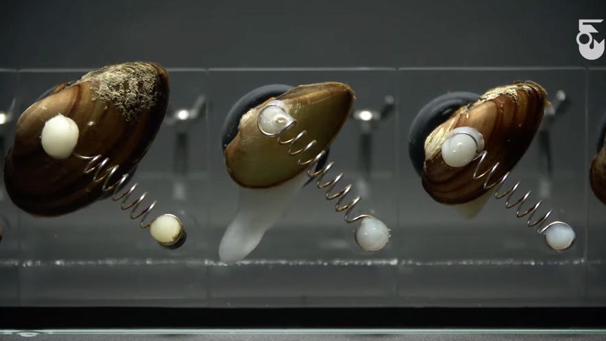 La revolución biohíbrida: cómo aliarnos con los seres vivos mejorará la tecnología