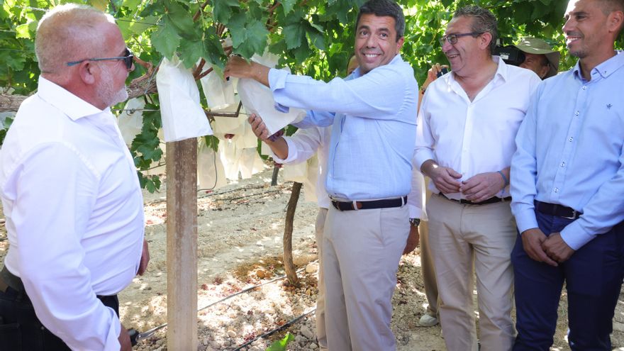 El 'president' de la Generalitat, Carlos Mazón (c), participa en el acto del primer corte de uva embolsada del Vinalopó en La Romana (Alicante)