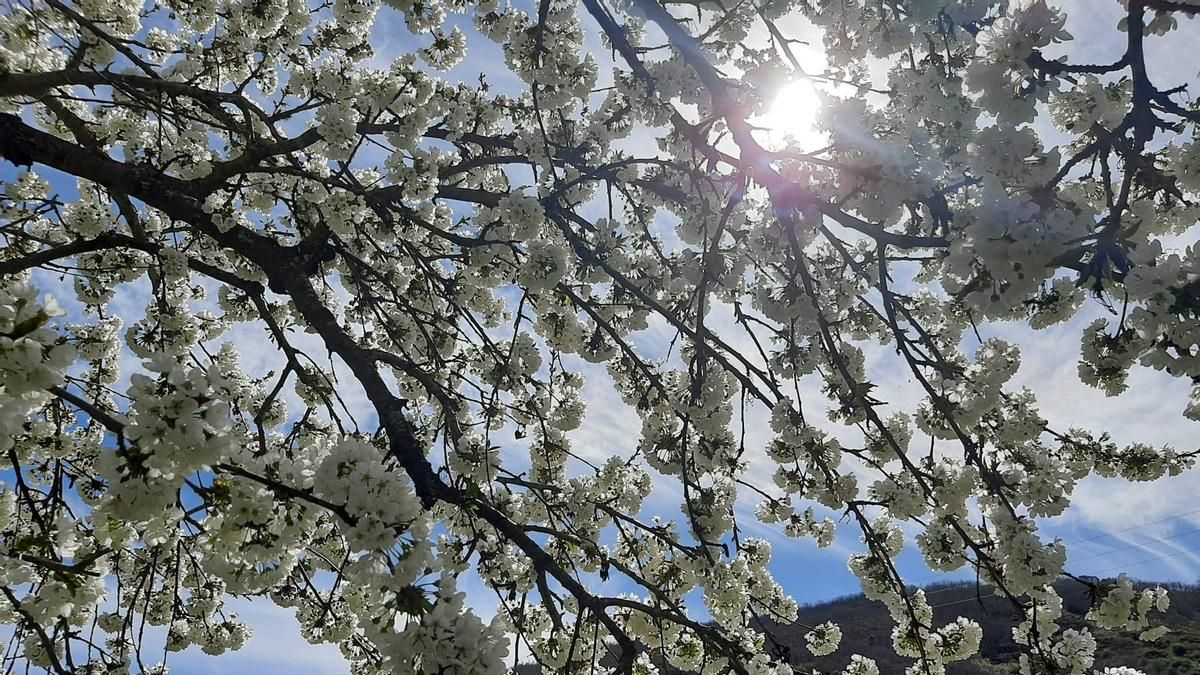 El tiempo en León hoy, 6 de abril: la Aemet habla de un ligero ascenso de las temperaturas