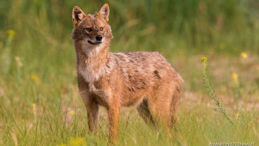 El exterminio del lobo en Europa abre la puerta a la expansión del chacal dorado
