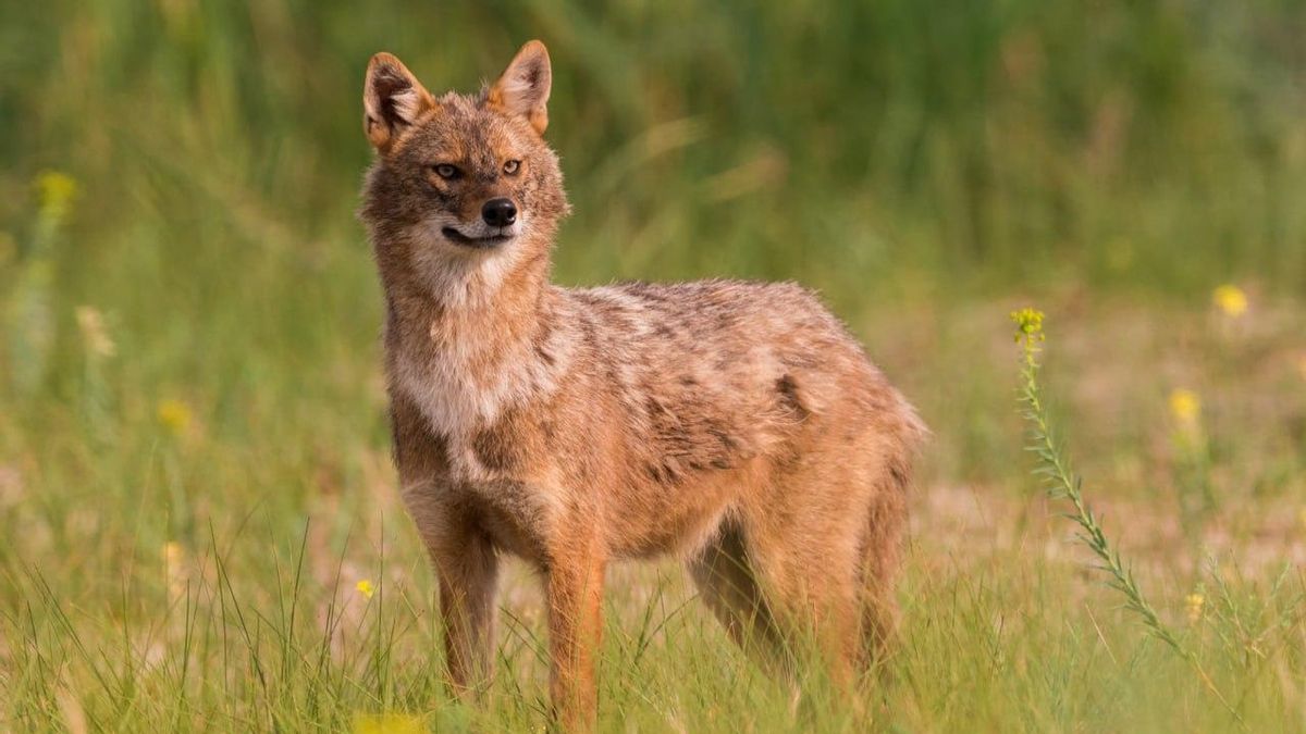 El exterminio del lobo en Europa abre la puerta a la expansión del chacal dorado