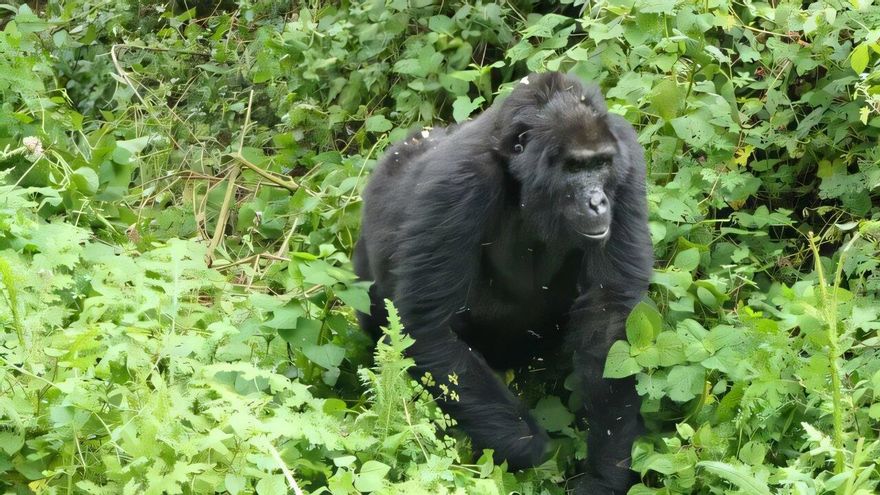 Una gorila de montaña hembra en etapa post-reproductiva, en el Parque Nacional Impenetrable de Bwindi (Uganda)