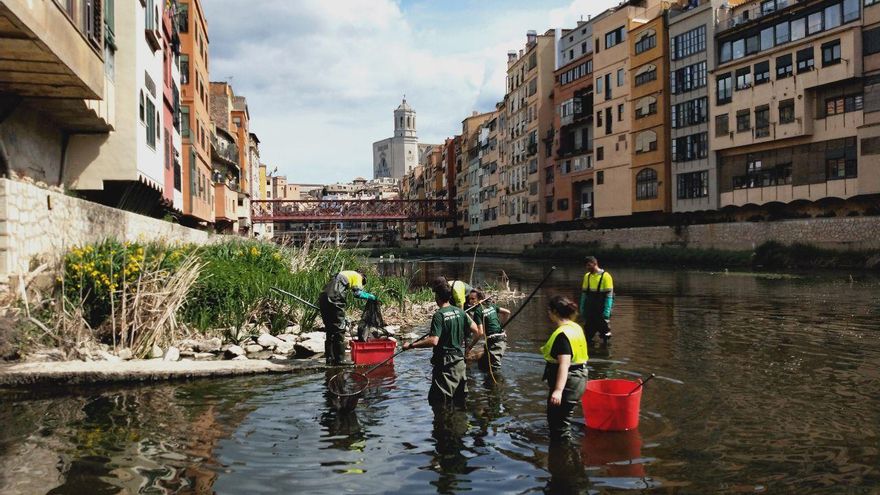 Girona saca los peces del río mediante descargas eléctricas y los traslada para salvarlos de la sequía