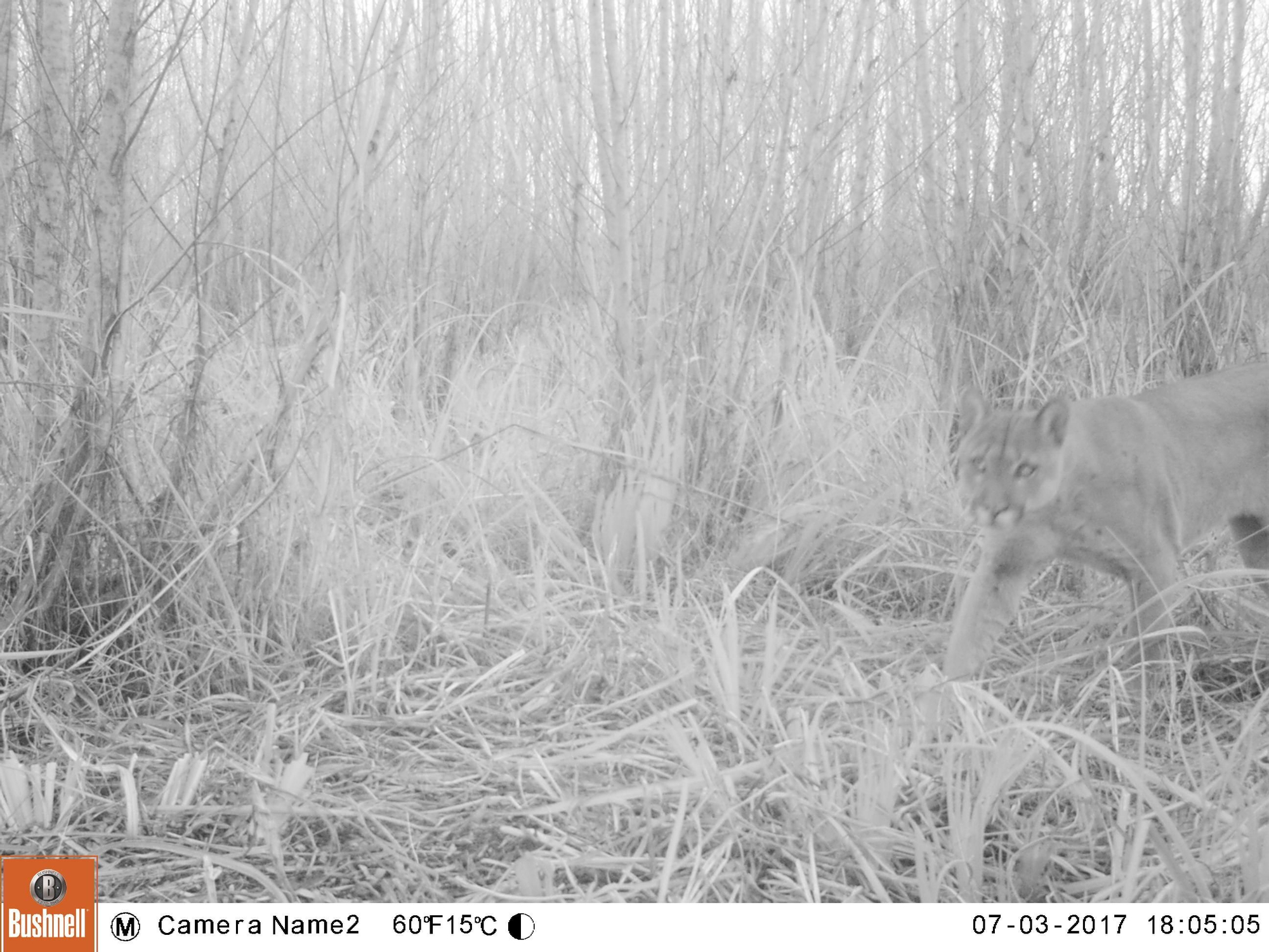 Una cámara trampa captó la imagen de un puma entre los pastizales del Delta del Paraná, una región del país donde la especie había desaparecido y se está recuperando.