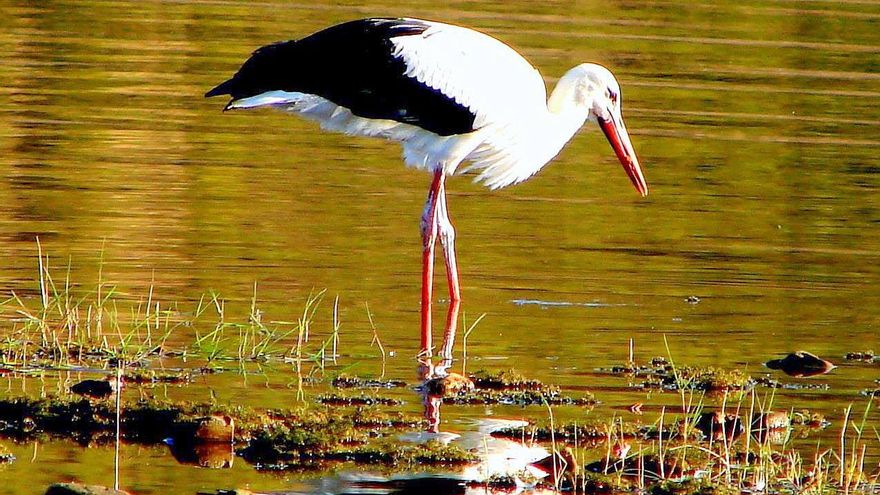Los pantanos del Guadiana recogen 17 hectómetros por las lluvias de los últimos días