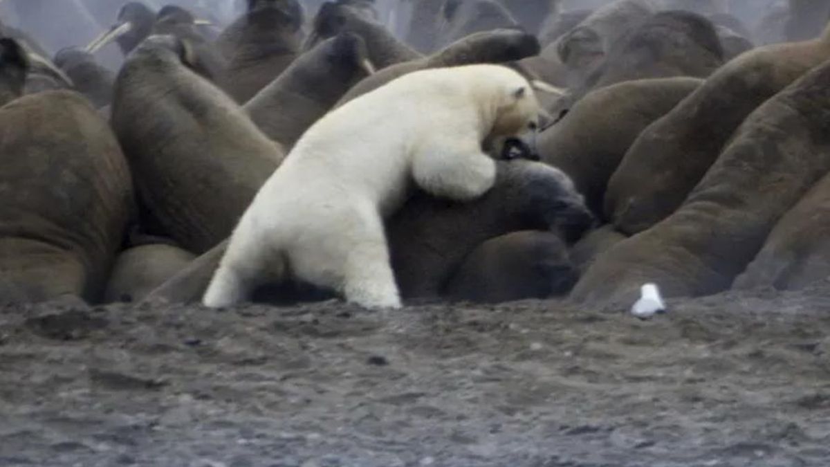 Parecía un ataque imposible, pero un oso polar se atrevió con toda una colonia de morsas y buscaba un solo objetivo: no morir
