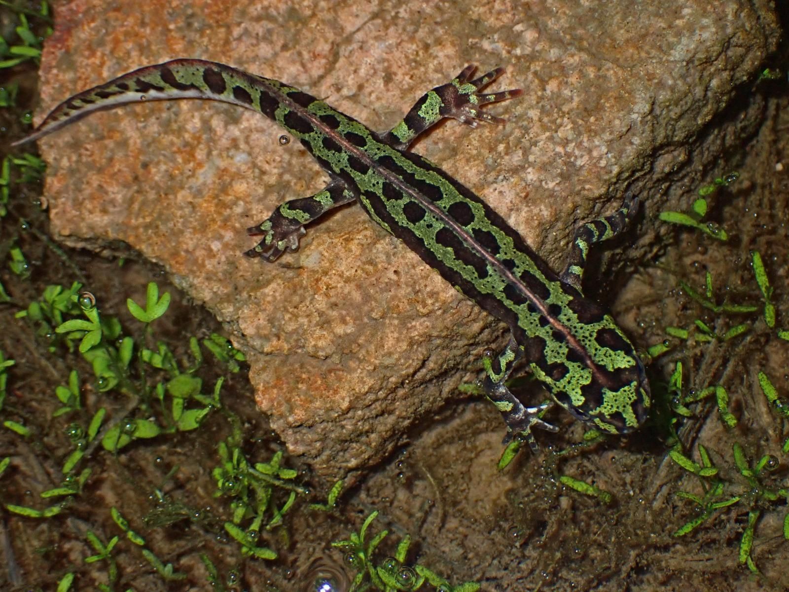 Ejemplar adulto de tritón jaspeado pigmeo (Triturus pygmaeus).