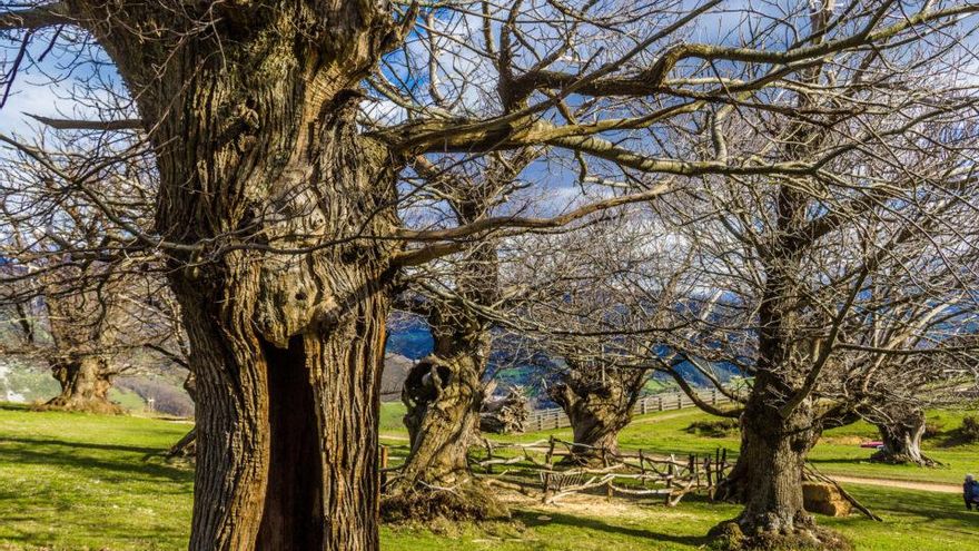 Habario: a historic chestnut grove in Cantabria made up of ancient trees with impossible shapes