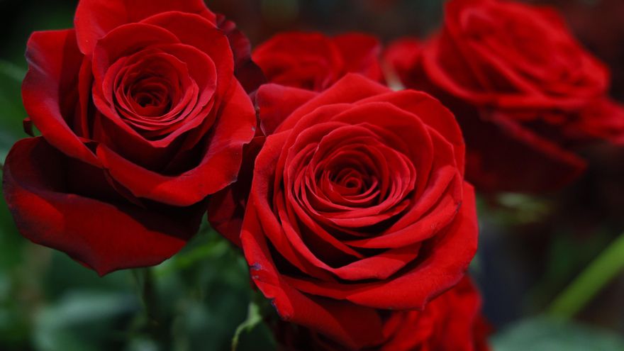 De qué países vienen muchas de las rosas que se venderán en Sant Jordi