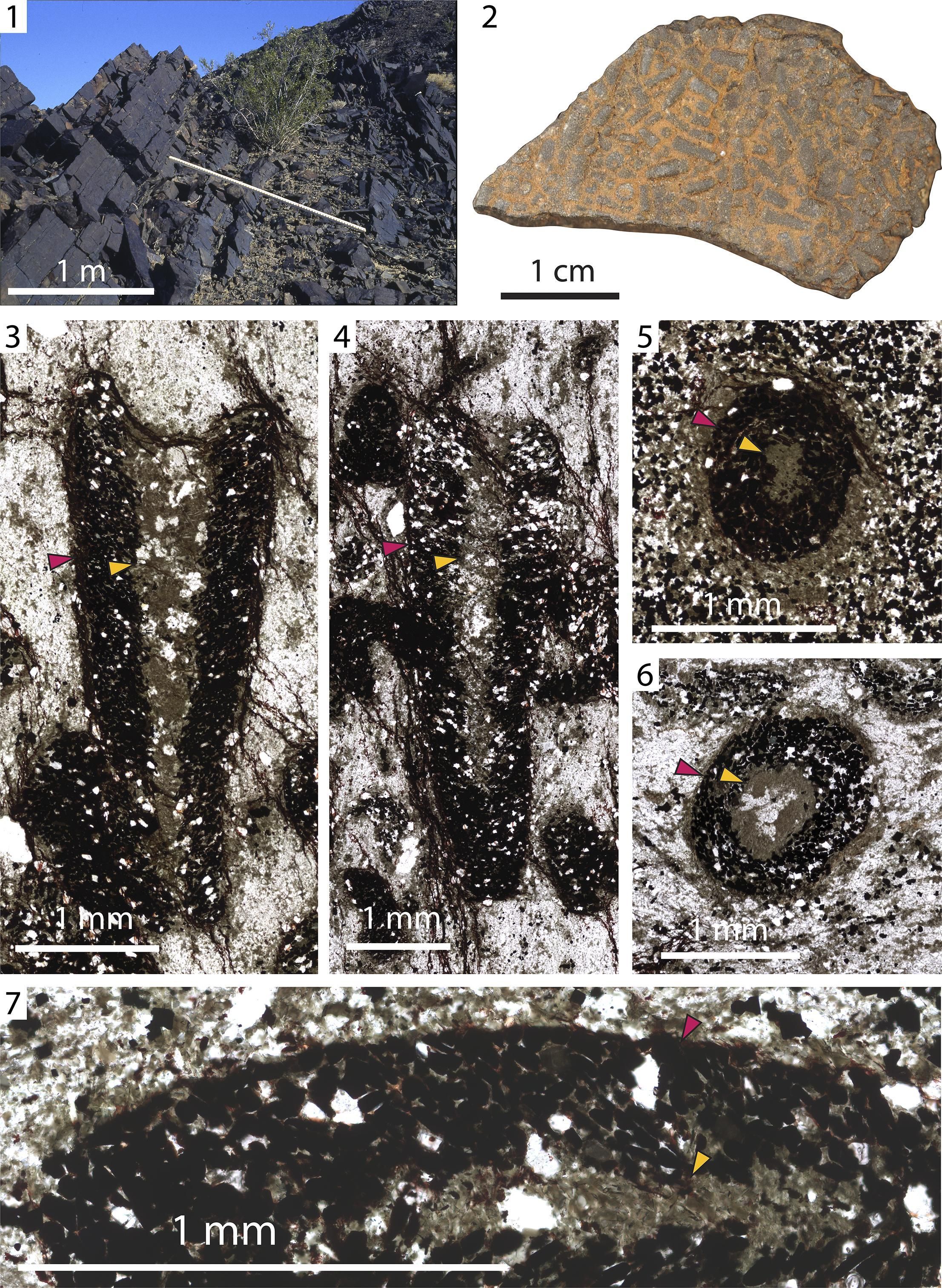 'Volborthella' de la Formación Wood Canyon en el sur de Salt Spring Hills, California.