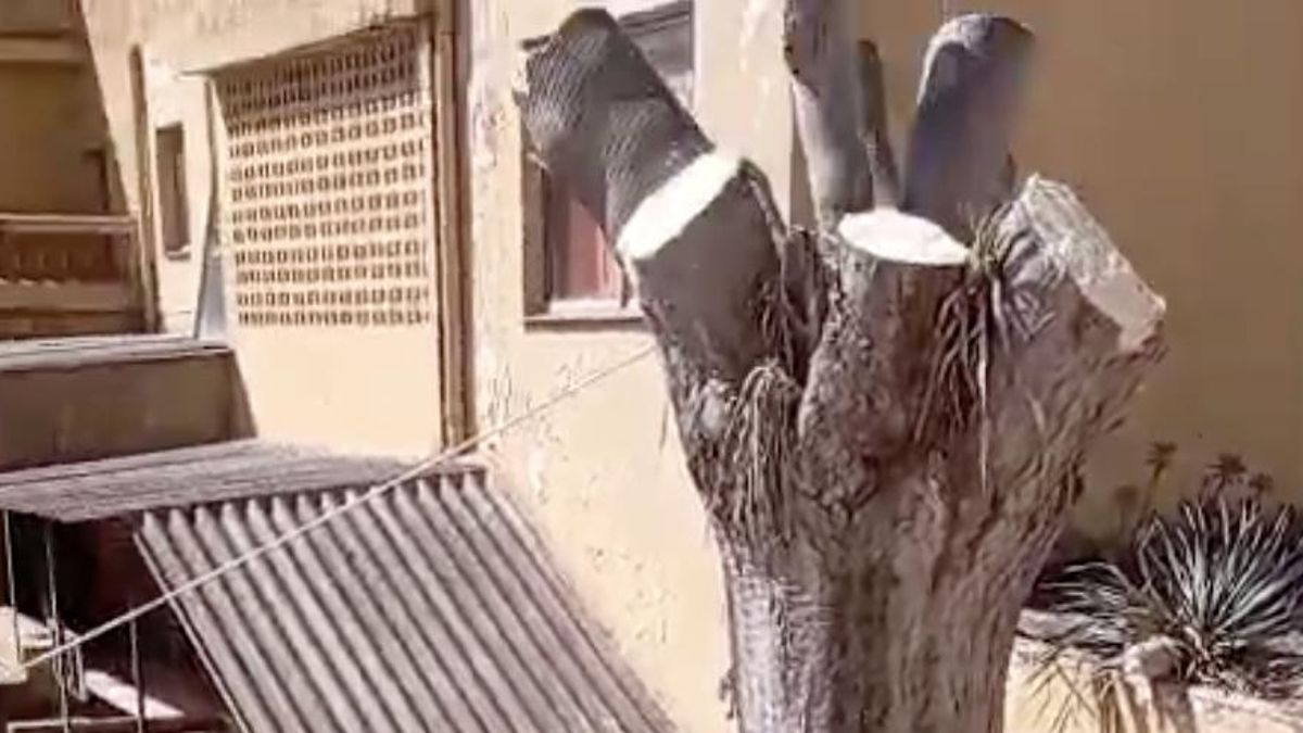 La Laguna deja la pelota de la tala del drago en el tejado del Cabildo: "El Ayuntamiento ha actuado conforme a derecho"