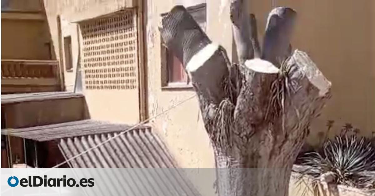 La Laguna deja la pelota de la tala del drago en el tejado del Cabildo: El Ayuntamiento ha actuado conforme a derecho