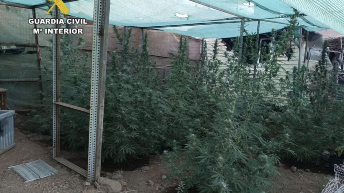 Un incendio en una vivienda destapa una plantación ilegal de marihuana en Tenerife