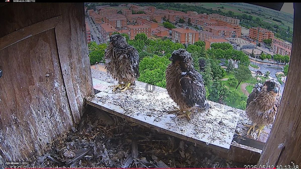 SEO BirdLife marca pollos de halcón peregrino en Zamora para estudiar su vuelo
