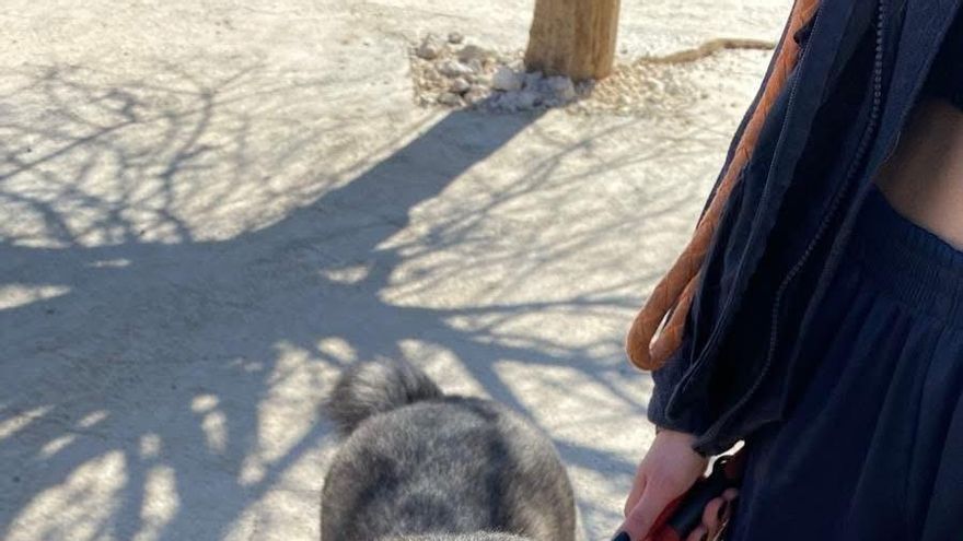 Rocco não quer esperar: um cachorro grande que quer encontrar uma família que cuide dele