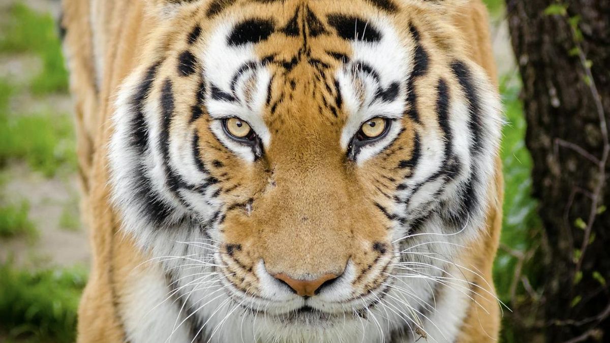 Los tigres de India lograron salir del borde de la extinción con el paso de las décadas y ese mismo avance ha abierto una carrera para impedir su colapso genético