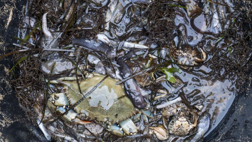 Desde dragarlo hasta rodearlo de un cinturón verde: los científicos discuten la mejor solución para el Mar Menor