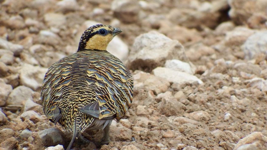 Una de las especies que pueden encontrarse en la zona de Moratillas-Almela.