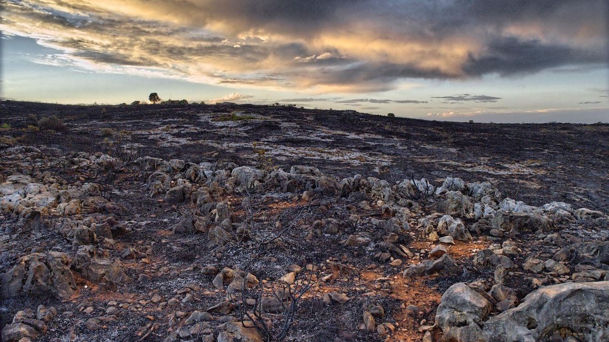 Cónclave mundial contra la "amenaza silenciosa" que convierte a España en el país más desertificado de Europa
