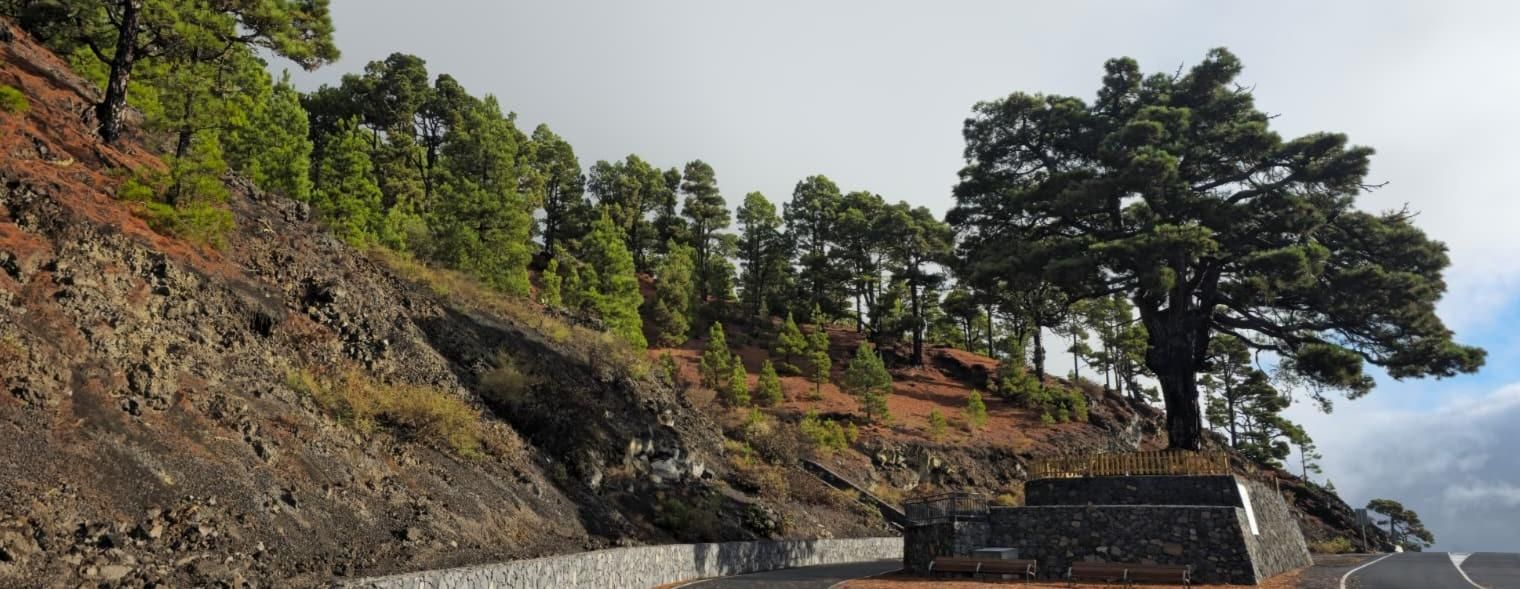 Pino del Consuelo. Foto: Ana M. González (ARMHLP)