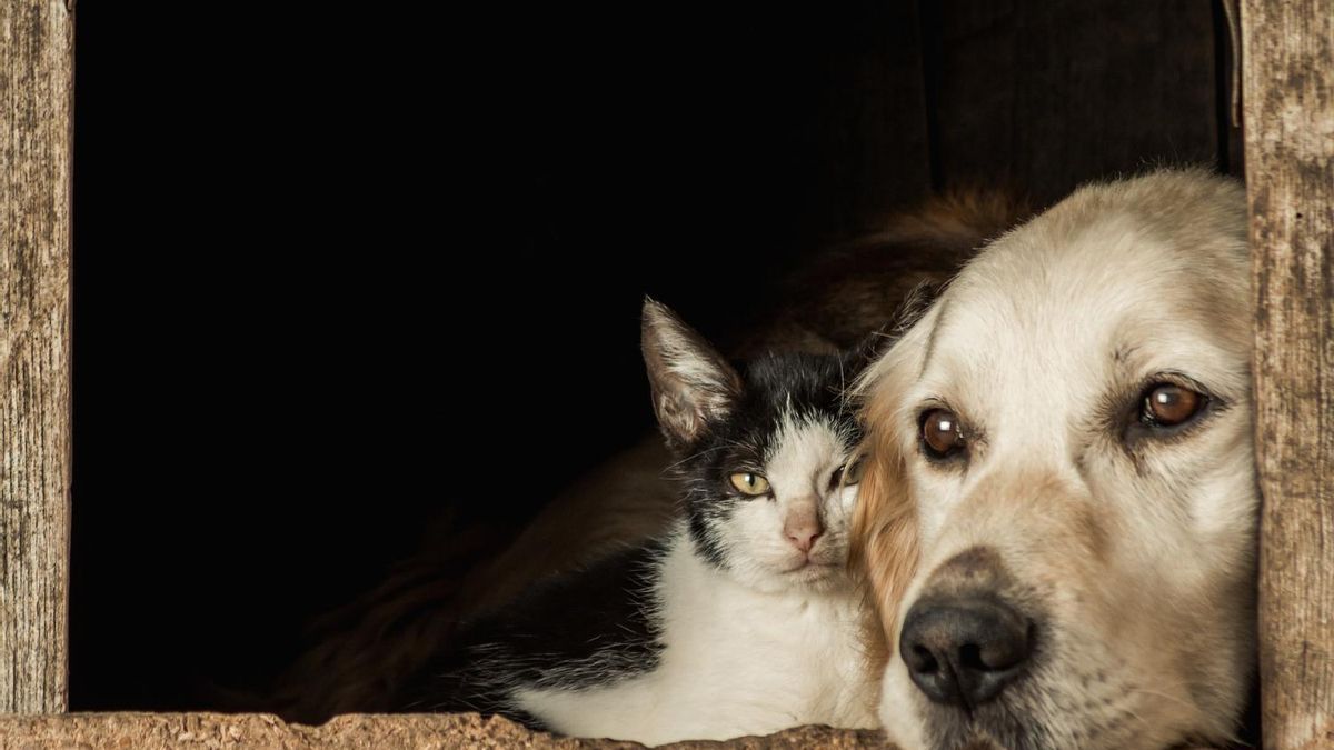 El grueso de los encuestados dejaría a su perro o gato con su pareja
