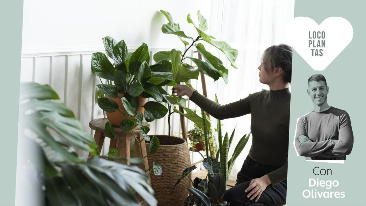 Tu salón como un vergel: consejos básicos para empezar a llenar tu casa de plantas