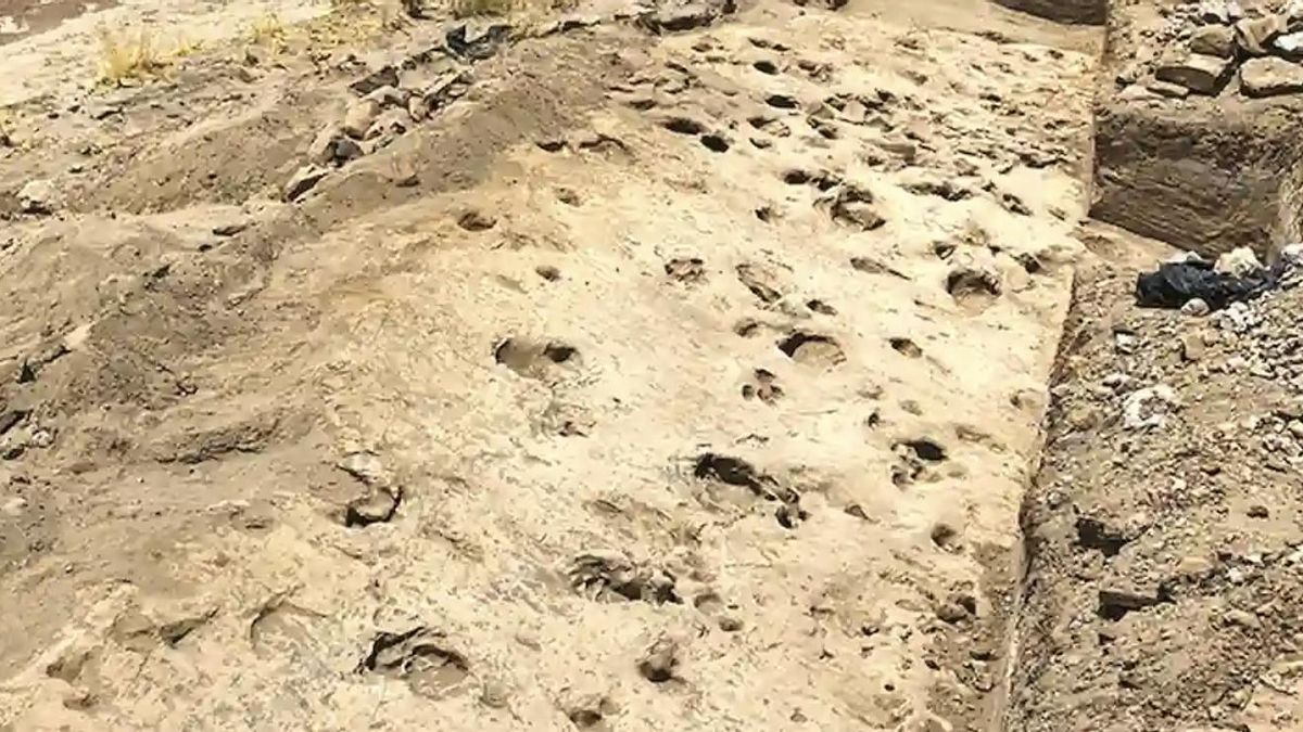 East Turkana conserva un registro excepcional de la evolución humana