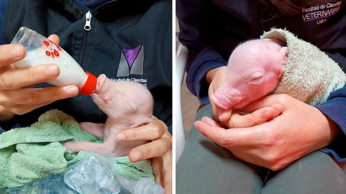 Nació en la Argentina el primer cerdo clonado para trasplantes de Latinoamérica