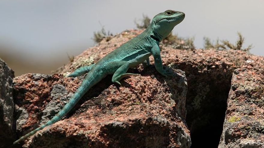 Día Internacional de la Diversidad Biológica: ¿por qué se celebra el 22 de mayo?