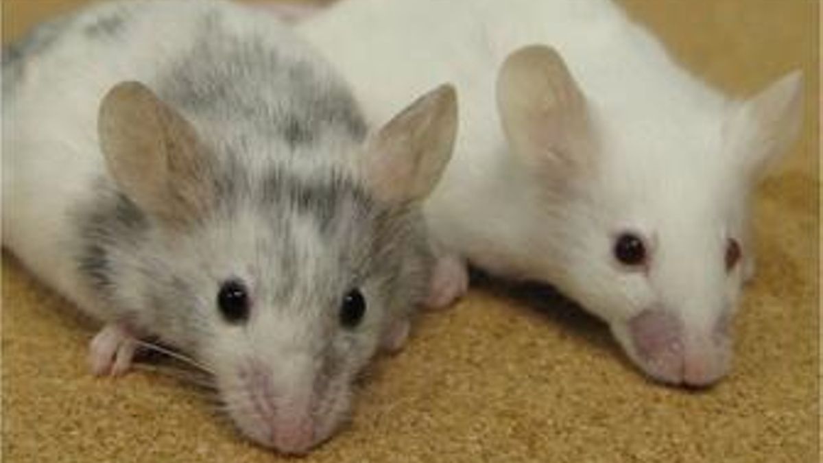 La secuencia se frenó al llegar a la generación 58