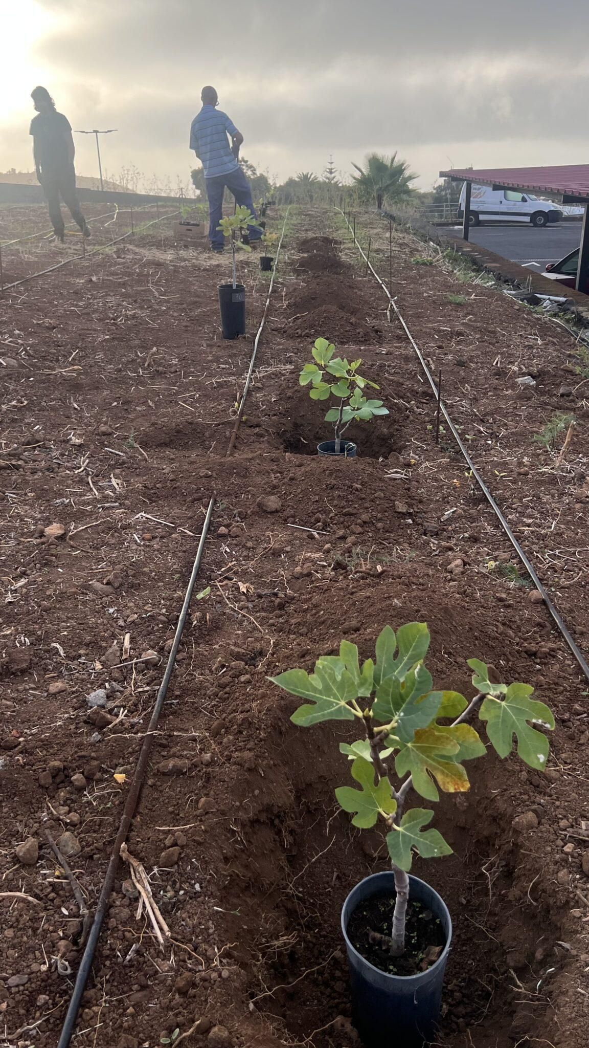 La Agencia de Extensión Agraria de Breña Alta, dependiente del Cabildo de La Palma, ha creado una parcela demostrativa con 76 higueras pertenecientes a siete variedades locales, todas ellas conservadas en el germobanco insular