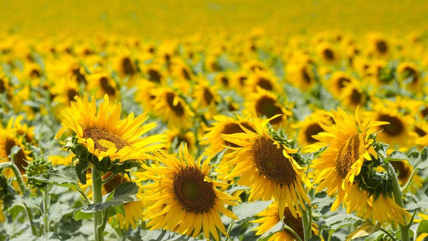 La Consejería de Agricultura formará a más de mil productores para percibir la ayuda al girasol agroambiental