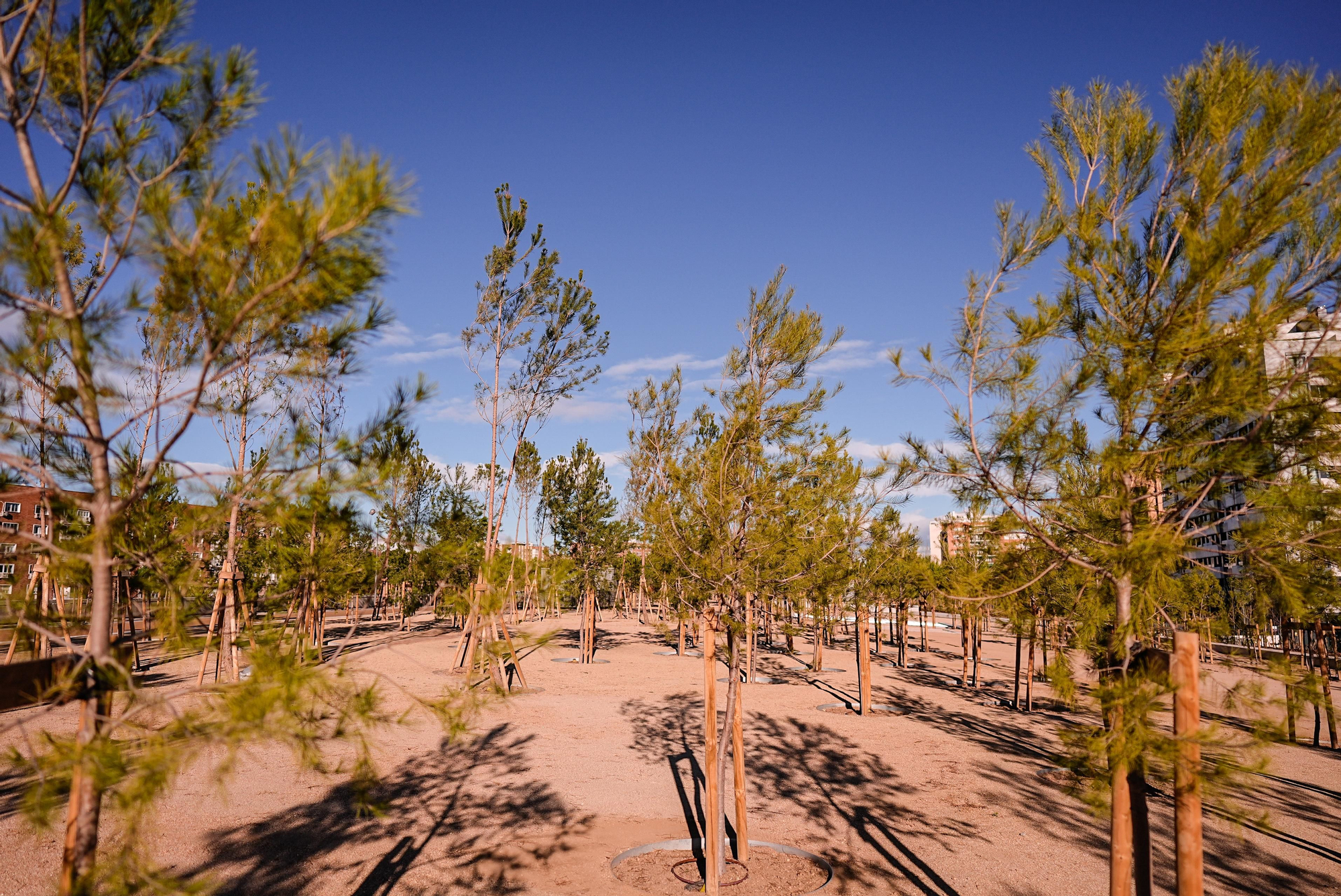 Algunos de los 1.200 nuevos árboles plantados