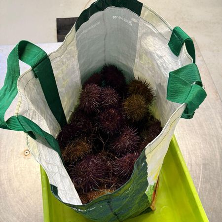 La Guardia Civil de Asturias ha devuelto al mar los oricios incautados a dos pescadores furtivos en Ribadesella.