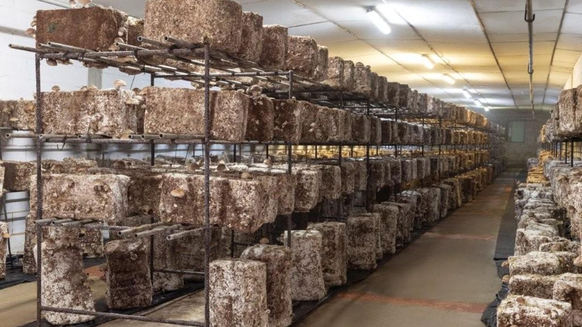 Nave de producción de sestas Shiitake