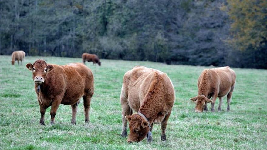 Solo unos 3.000 ganaderos han presentado reclamaciones contra el 'cártel de la leche': "Hay miedo a las represalias"