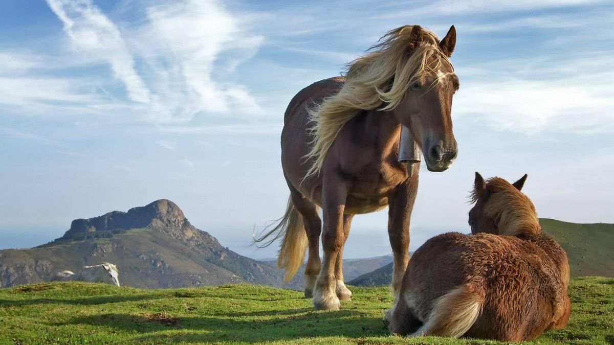 Caballos en la montaña.