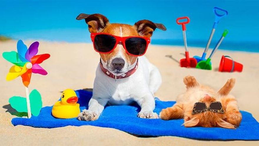 Perros y gatos frente al calor del verano: cinco reglas de oro para mantenerlos frescos
