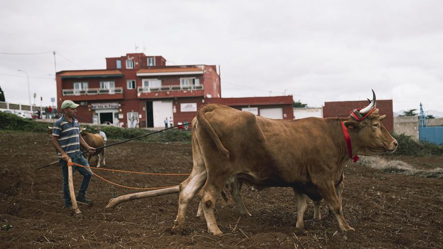 Una de las parcelas recuperadas para el autoabastecimiento forrajero, durante una actividad de exhibición ganadera