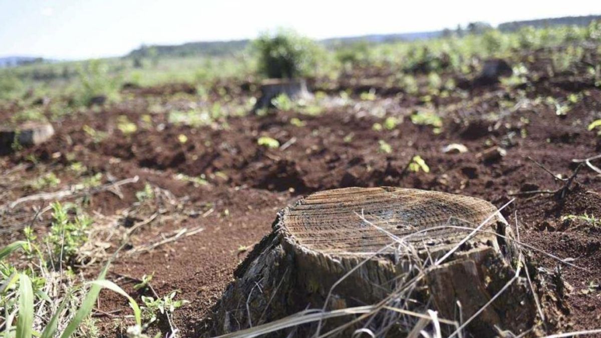 Emiliano Viana / Minga-Tierra Viva