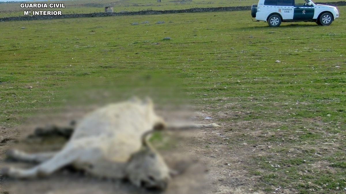 Un de las vacas muertas