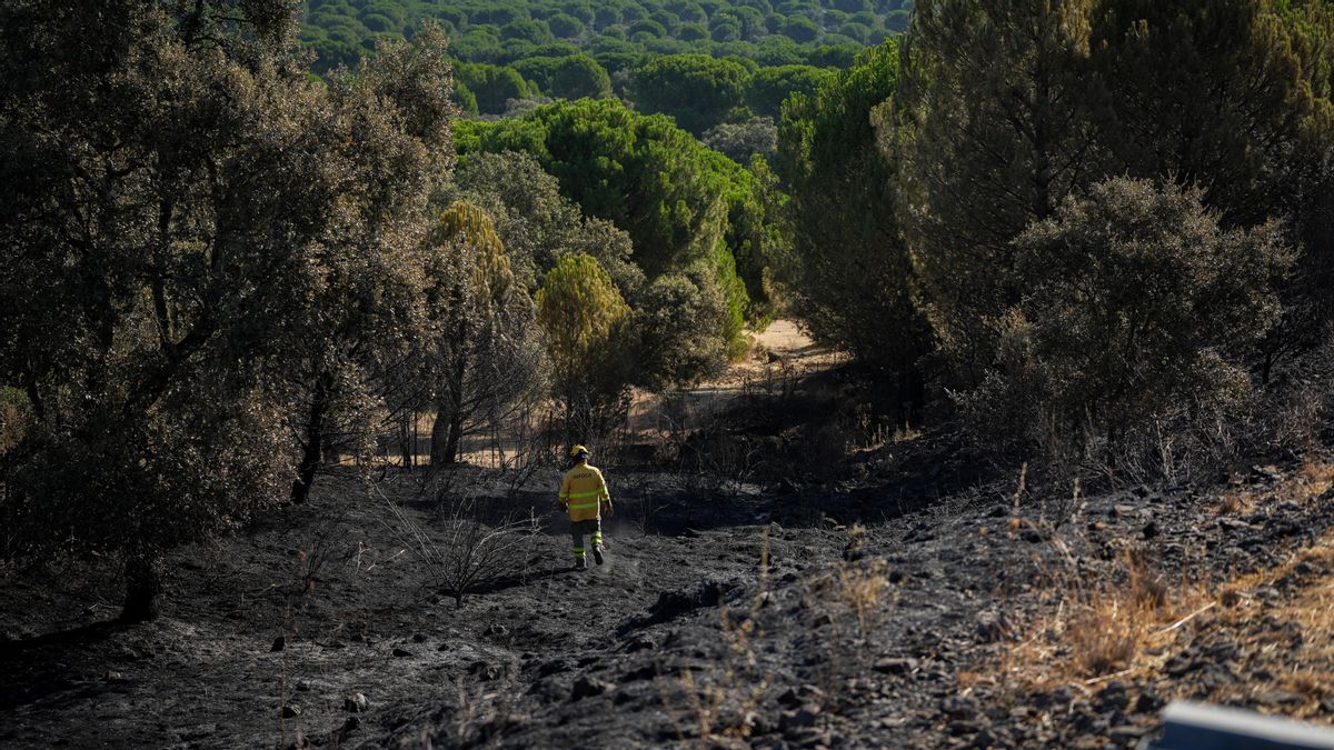 El INFOCA trabaja por extinguir el cuarto incendio forestal de este verano en Cerro Muriano
