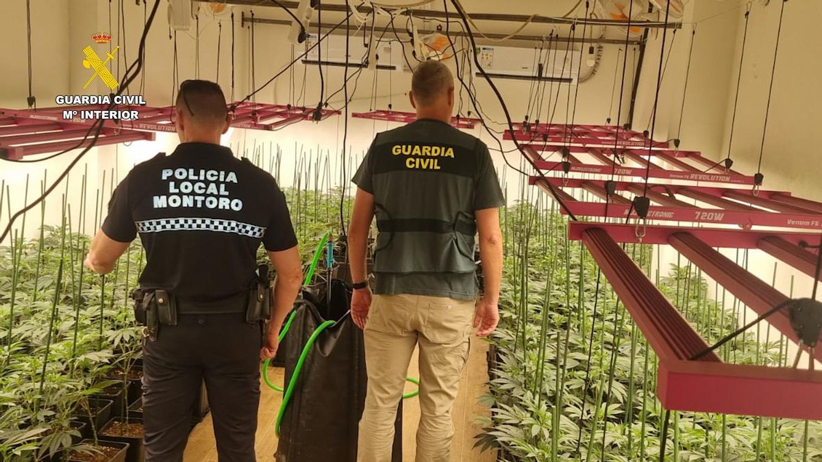 Tres detenidos al desmantelar otras tantas plantaciones de marihuana en viviendas de Bujalance y Montoro