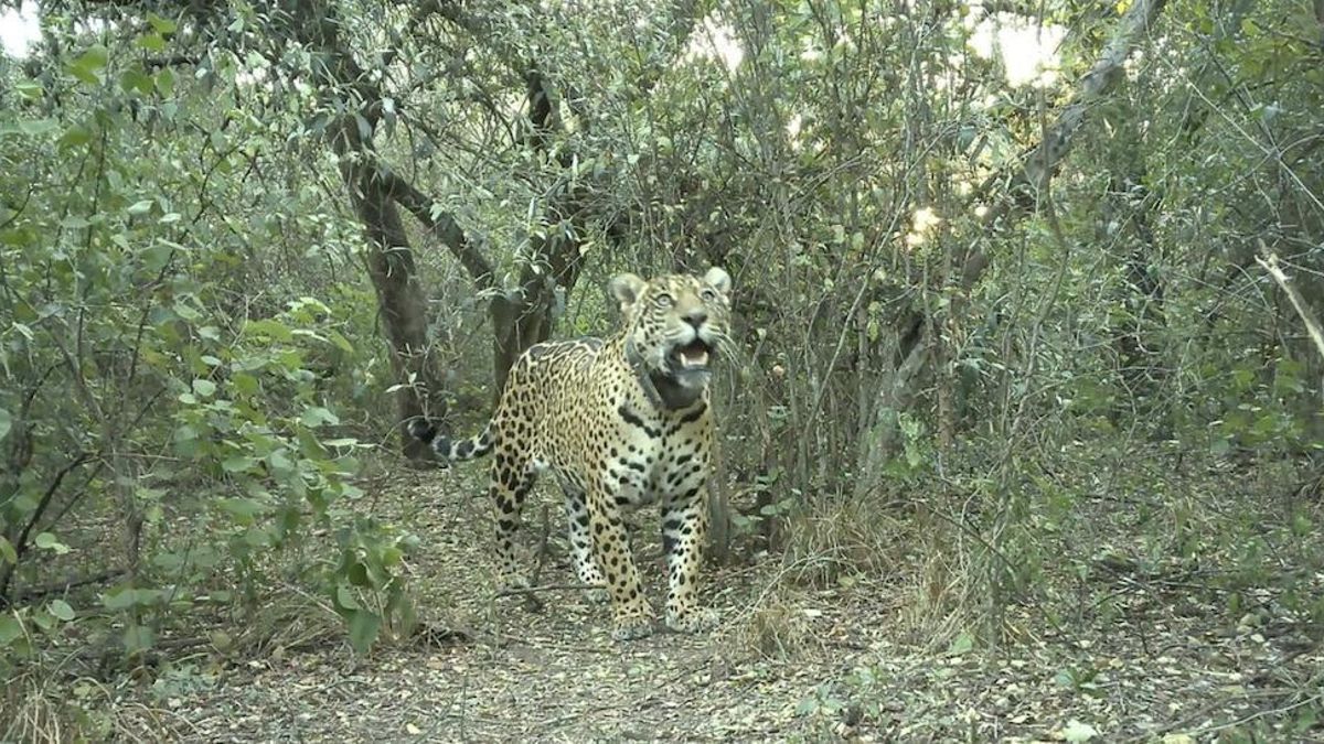 Una especie que vuelve a ser parte del ecosistema: registraron al yaguareté N° 50 nacido en libertad