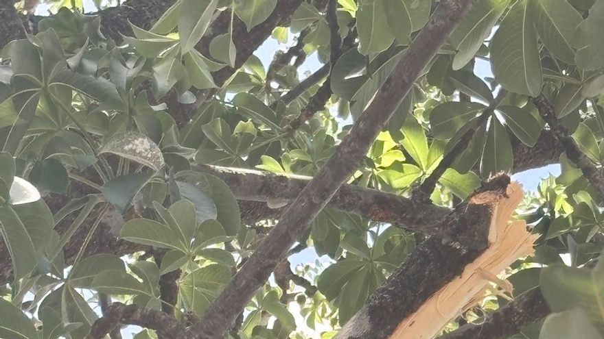 Una asociación de protección a los árboles pide investigar los daños causados a un baobab protegido de Santa Cruz de Tenerife