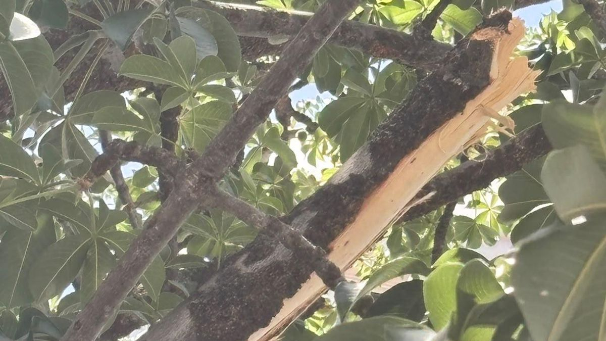 Una asociación de protección a los árboles pide investigar los daños causados a un baobab protegido de Santa Cruz de Tenerife