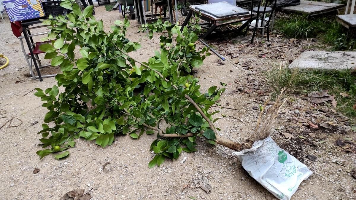 Uno de los limoneros que había en el solar