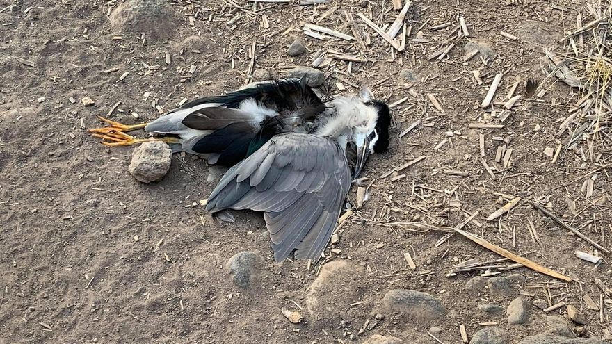 El cuerpo de un Martinete Común abatido muy cerca del espacio natural protegido de las Charcas de San Lorenzo