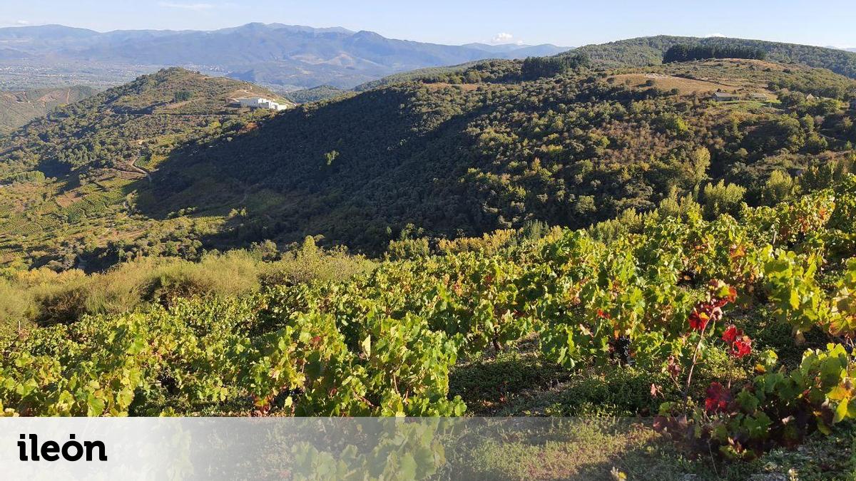 Los ‘Martes Culturales’ de Secot León abordan con especialistas el agroturismo y enoturismo
